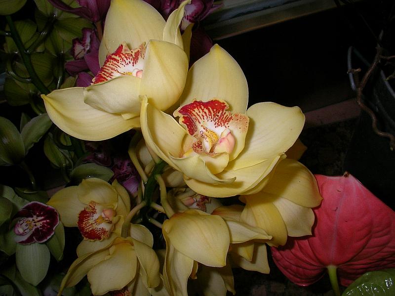 Orchideje před jedním obchůdkem s květinami